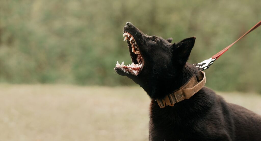 Dog snarling