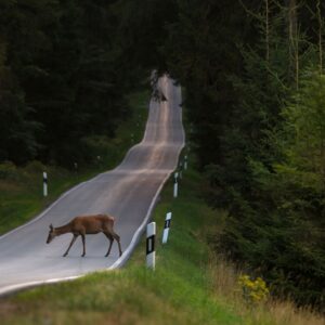 A deer on the road.