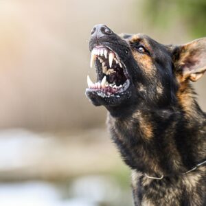 A dog about to bite.