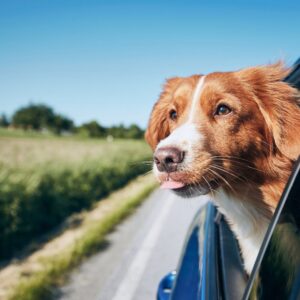 A dog with his head out a car window.
