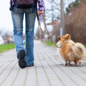 dog walking on leash